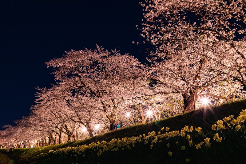 【磐田市】獅子ヶ鼻公園　桜まつり