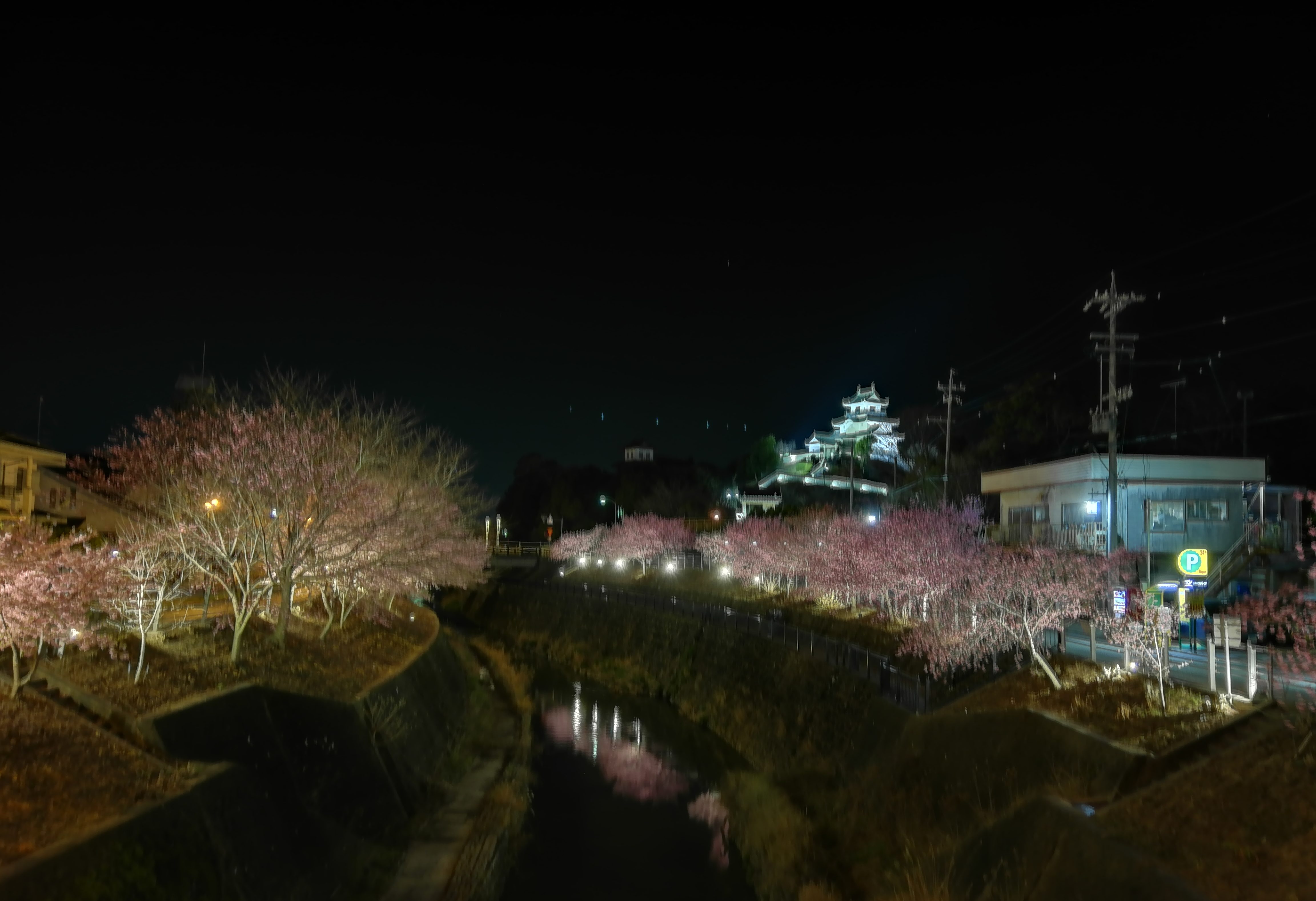 【掛川城】掛川桜まつり　夜桜ライトアップがとってもキレイ！