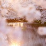 【秋葉ダム】に映る桜模様。ライトアップ７日まで！