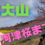 【浜松市】東大山の河津桜見てきましたー！