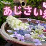 【掛川市】本勝寺であじさい祭りが開催されています！